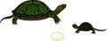 Stages of development of European pond turtle Emys orbicularis Royalty Free Stock Photo